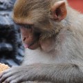 Monkey with biscuit, Mustang. Photo © Lisa Daix