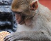 Monkey with biscuit, Mustang. Photo © Lisa Daix