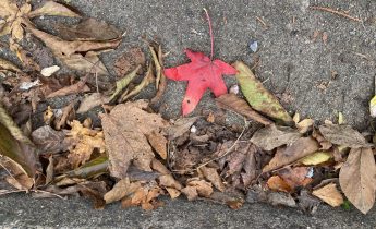 A red leaf among other leaves by the kerb.